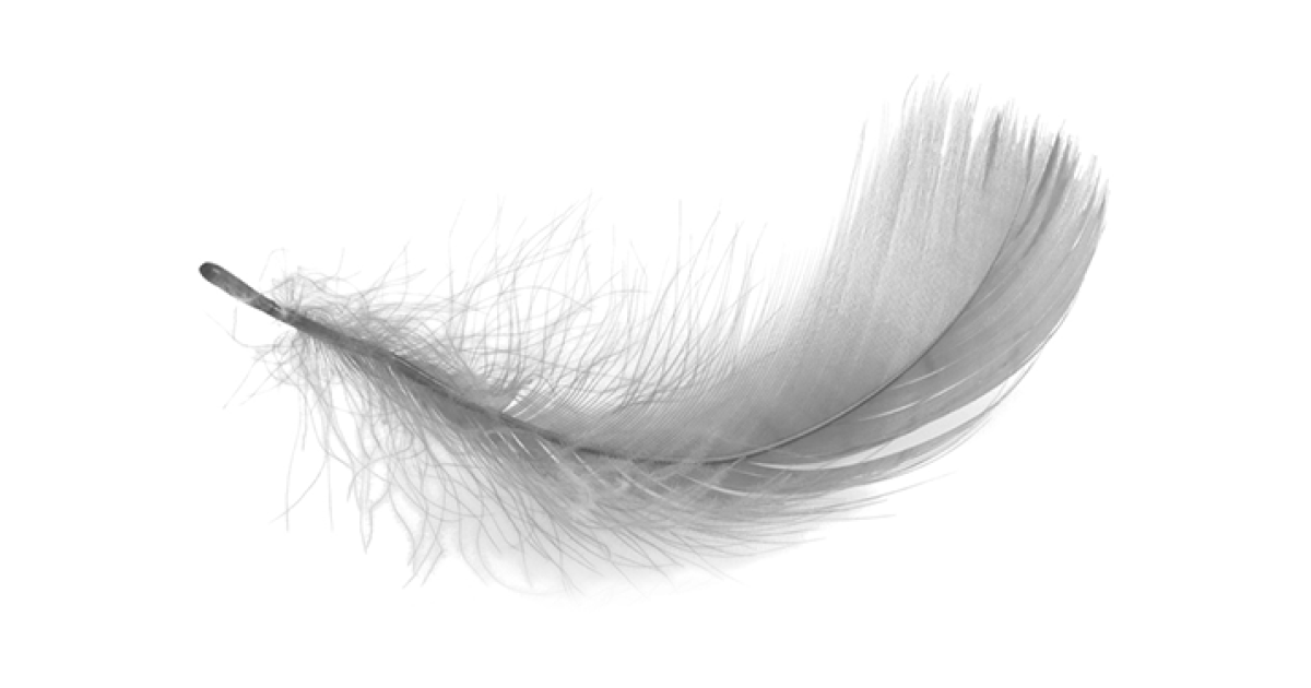 feather 