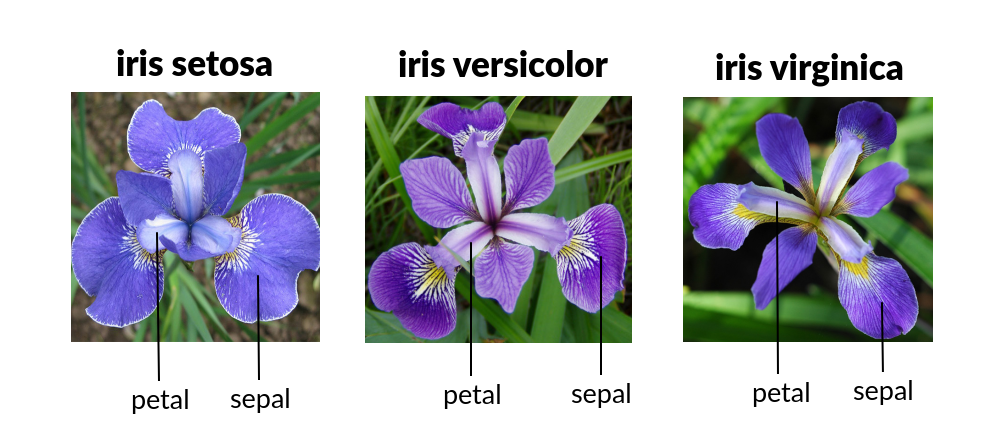 IRIS Flowers Classification| Classification