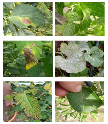 Common leaf diseases; Early blight; late blight; bacterial spot, powdery mildew, mines