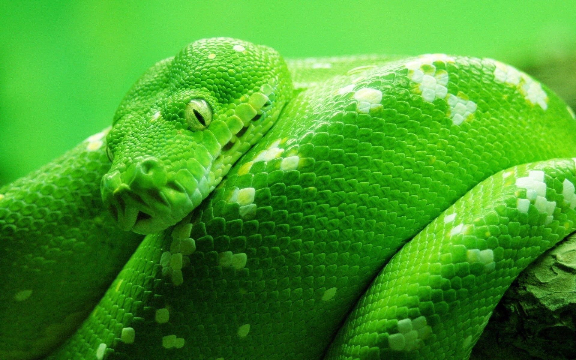 Python Programming image