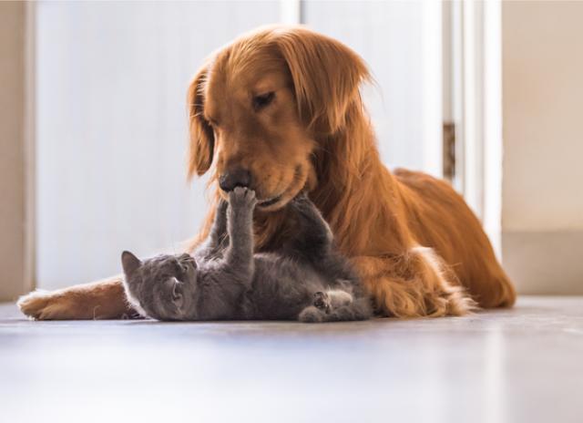 Kaggle Datasets dogs and cats