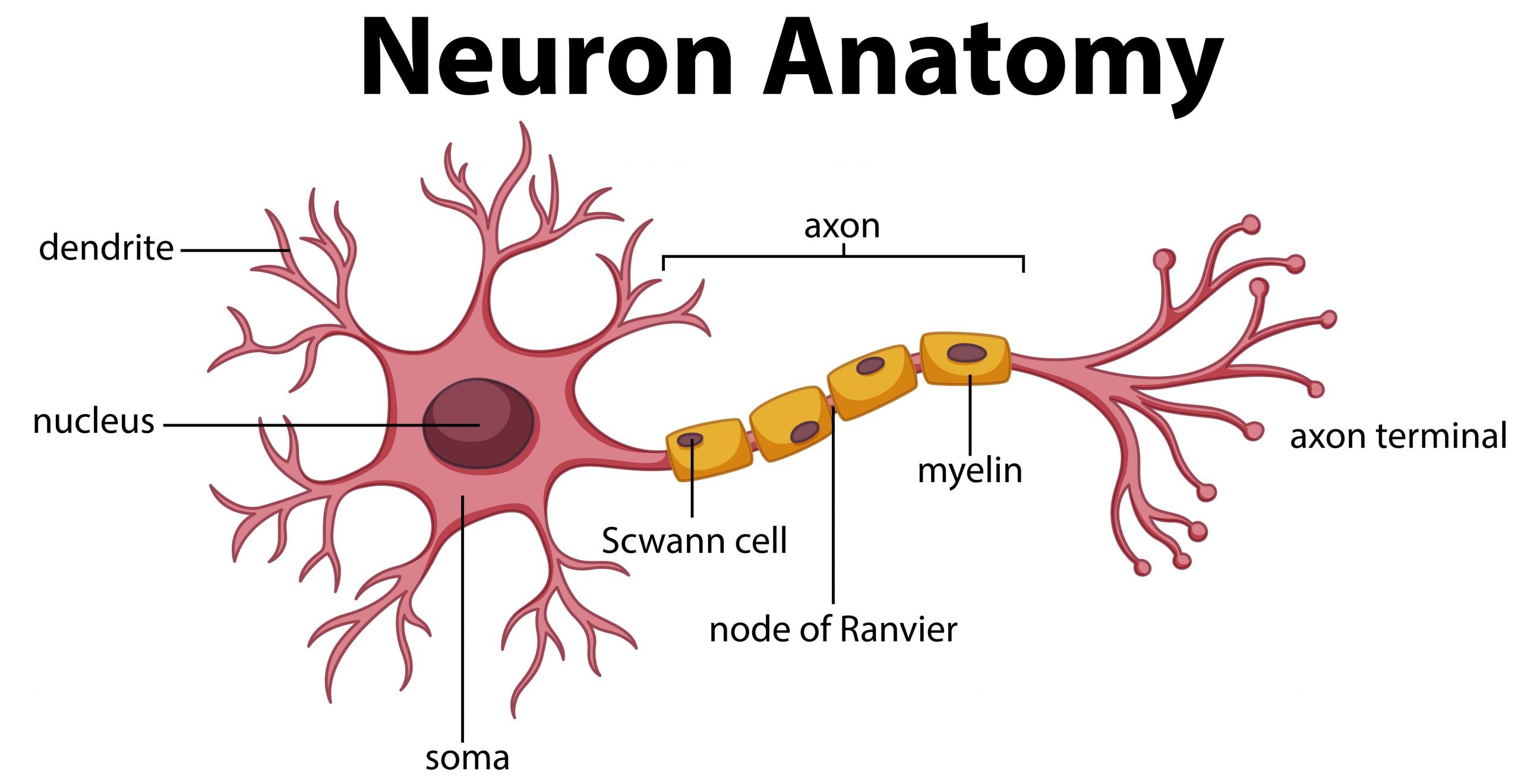 Neuron anatomy