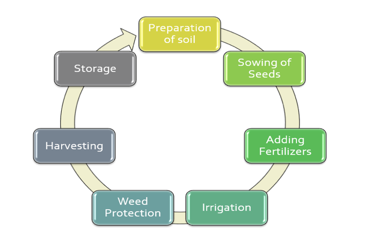 Lifecycle of Agriculture